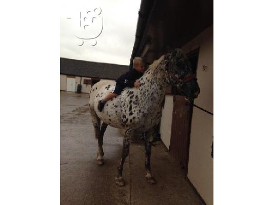 PoulaTo: 10 chronón Kfps Reg Friesian Mare